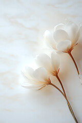 Poster - Delicate white flowers with soft brown stems against light background, creating ethereal and dreamy atmosphere. Gentle backlighting enhances translucent petals.