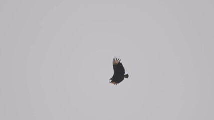 Wall Mural - Solitary vulture flying across overcast sky, gallinazo bird in cloudy environment