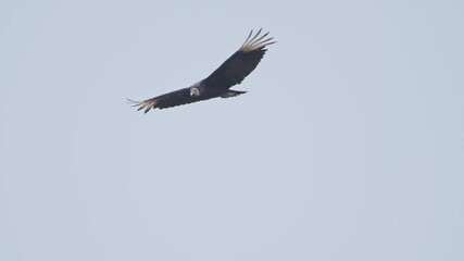 Wall Mural - Soaring black vulture in flight on a clear sky day, symbolizing freedom and silence