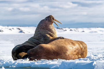 Wall Mural - a pair of walruses, odobenus rosmarus, hauled out on the snow, with the pristine landscape of svalba