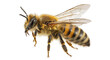 © Leon - Isolated Bee