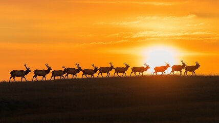 Aufkleber - A group of elk moves gracefully across a hillside as the sun sets, painting the sky orange.