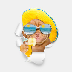 Poster - Smiling Mastiff puppy wearing  summer hat and mirrored sunglasses looking through the hole in white paper and holding apple cocktail