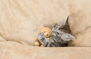 Poster - Playful Maine coon kitten hugs favorite toy bear under warm plaid on a bed at home. Top down view. Empty space for text