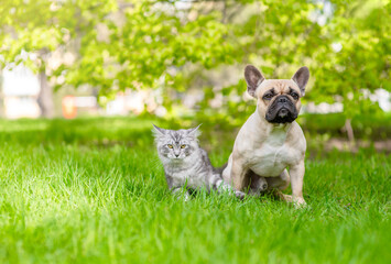 Poster - Curious French bulldog and Maine coon cat sitting together on green summer grass. Empty space for text