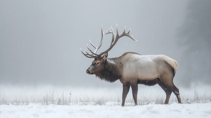 Poster - An elk moves gracefully across a snow-covered field amidst falling snowflakes.