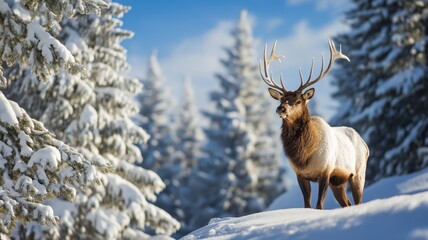 Poster - A majestic stag stands confidently in a snowy forest under a clear blue sky.