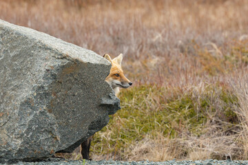 Wall Mural - Red Fox taken at Newfoundland Canada