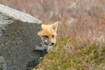 Wall Mural - Red Fox taken at Newfoundland Canada