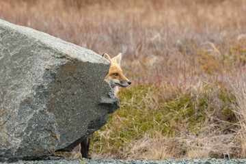 Wall Mural - Red Fox taken at Newfoundland Canada