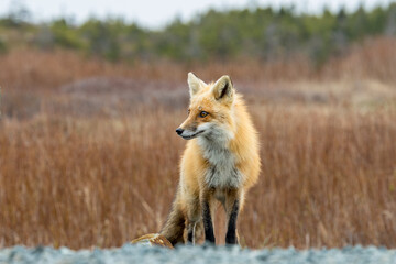 Wall Mural - Red Fox taken at Newfoundland Canada