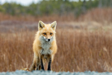 Wall Mural - Red Fox taken at Newfoundland Canada