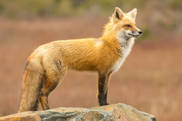 Wall Mural - Red Fox taken at Newfoundland Canada