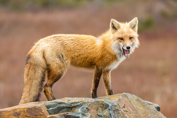 Wall Mural - Red Fox taken at Newfoundland Canada