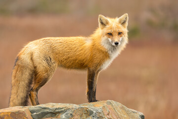 Wall Mural - Red Fox taken at Newfoundland Canada