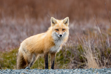 Wall Mural - Red Fox taken at Newfoundland Canada