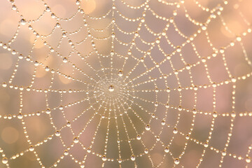 spider web with drops of dew