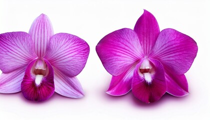 Wall Mural - pink purple orchid isolated on white background soft focus and clipping path