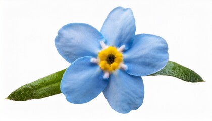 Wall Mural - a pale blue forget me not flower with delicate petals and a small yellow center isolated on a transp