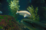 Red seabream, Snapper (Pagrus major) under water