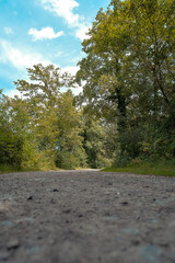 Wall Mural - path through a forest with trees and a clear blue sky