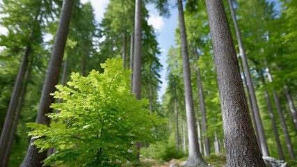 Poster - Lush Green Forest Canopy:Sunlight dappling through a dense canopy of tall trees in a lush green forest, creating a tranquil and serene atmosphere.