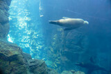 Largha seal (Phoca largha) under water