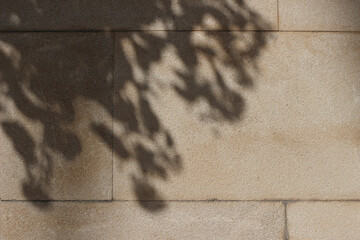 Shadows of tree leaves, branches on beige textured limestone wall in sunlight. Abstract natural background, stone wallpaper stone. Floral shadows overlay. Minimal neutral grunge backdrop.
