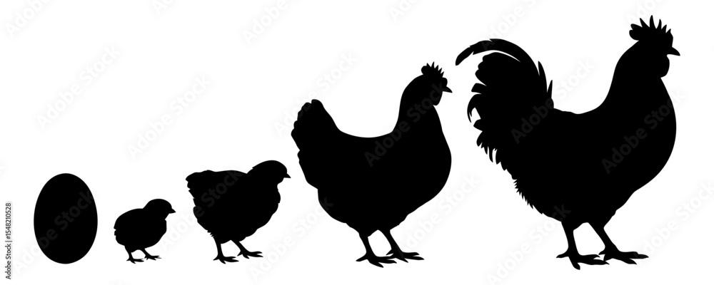 Chicken life cycle stages in silhouette format Stock Vector | Adobe Stock