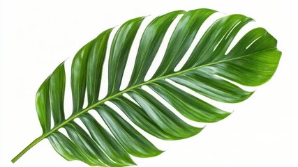 Poster - A detailed shot of a single green leaf on a white background