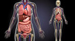 © Farith - Female Human Anatomy: Organs and Body Systems