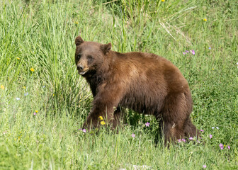 Wall Mural - cinnamon american black bear (ursus americanus), sow, yellowstone national park