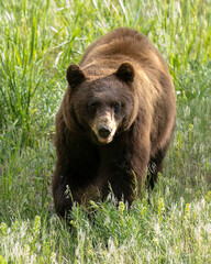 Wall Mural - cinnamon american black bear (ursus americanus), sow, yellowstone national park