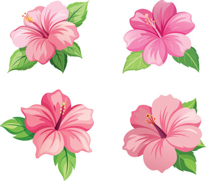 Set of  Four beautiful pink hibiscus flowers with green leaves.
