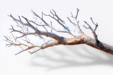 Aufkleber - Detailed close-up of a dry leafless tree branch with textured bark and intricate twigs casting shadows on a plain background