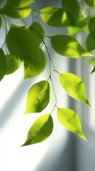 Poster - Bright Sunlight Illuminates Vibrant Green Plant Leaves Hanging Indoors Near Window, Natural Bright Light in Home or Office Environment