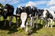 Cows on grassy field against sky at farm