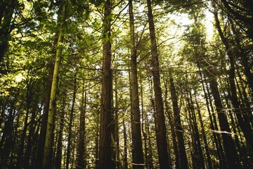Poster - Tall coniferous trunks are rising in flat forest illustration, with pine needles and dappled light