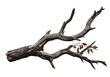 © Zan Art - Dried Spooky Dead Tree Branch, Isolated on White or Transparent Background