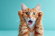 © Anzt Motion - Funny shocked ginger cat with paws on its face. A cute pet with a surprised expression.