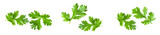 cilantro leaves isolated on transparent background