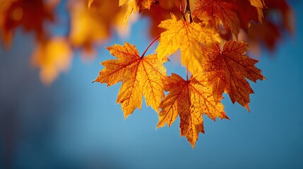 Poster - Vibrant autumn maple leaves with warm orange hues against a blue sky background