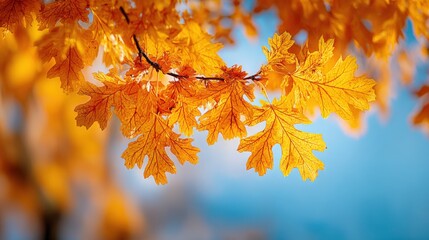 Poster - Vibrant Autumn Maple Leaves Bright Orange Yellow Foliage Branch Nature Scene