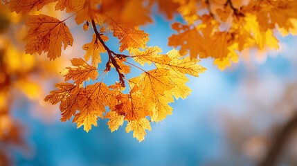 Poster - Close Up of Bright Yellow Autumn Maple Leaves on Tree Branch in Clear Sky