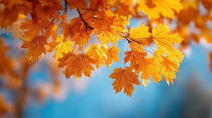 Poster - Vibrant autumn yellow maple leaves with clear blue sky background in fall season