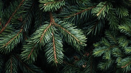 Aufkleber - Close-up of lush green pine tree branches with vibrant needles for winter decor