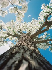Aufkleber - majestic tall flowe tree viewed from ground up with blue sky and white blossoms