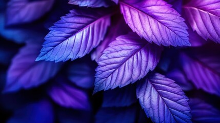 Poster - An artistic close-up of purple leaves illuminated with dreamy light, emphasizing the beauty of nature and color harmony, making it a captivating piece for art lovers and nature enthusiasts.