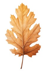 Wall Mural - white oak leaf plant tree white background.