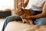 Woman combing her ginger cat sitting on bed